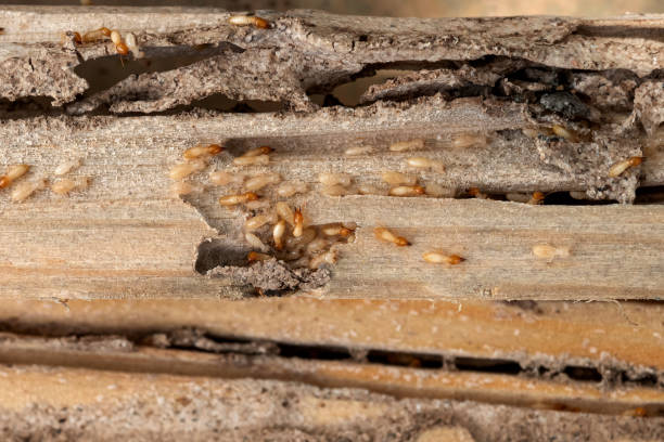 Trusted Globe, AZ Pest Control Experts